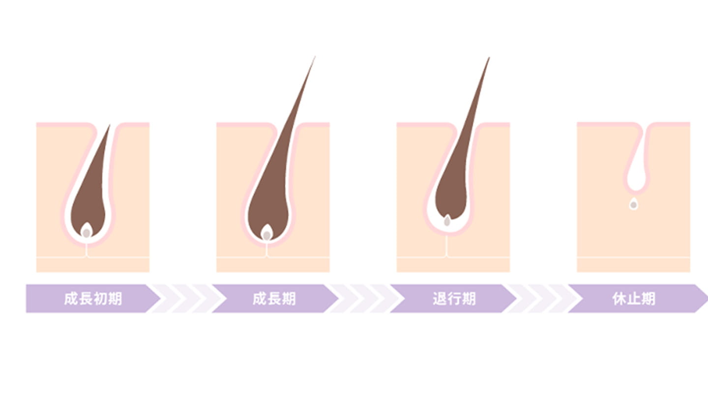 髪の毛はどれくらいで伸びる？
