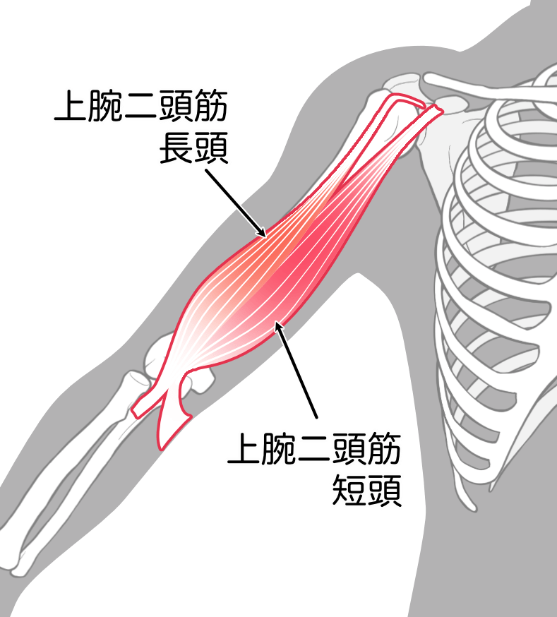 上腕二頭筋（長頭、短頭）