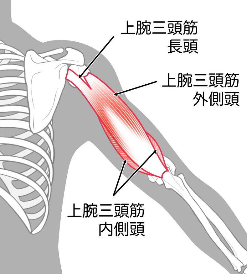 上腕三頭筋（長頭、外側頭、内側頭）