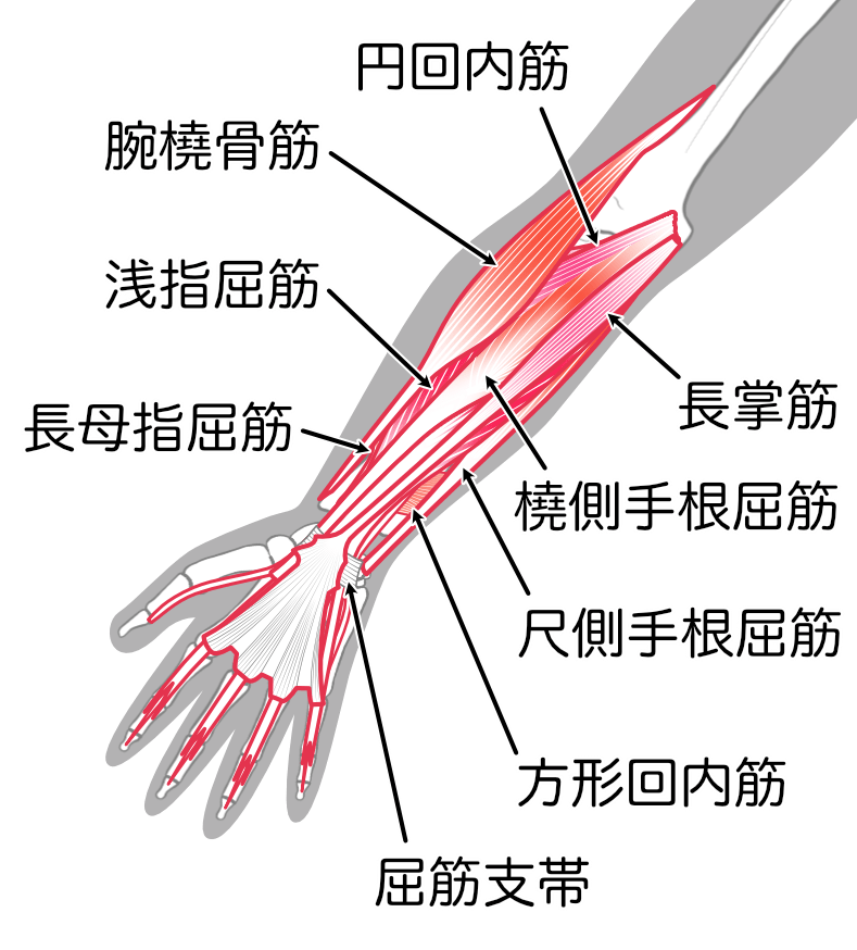 前腕筋群