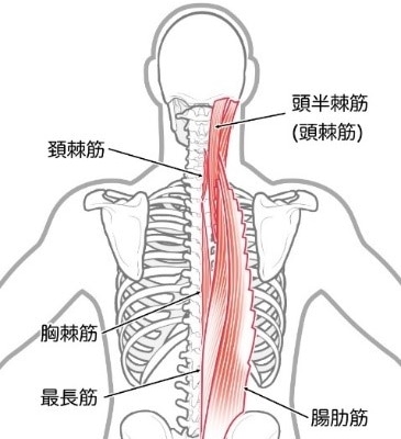 脊柱起立筋