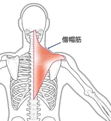 僧帽筋