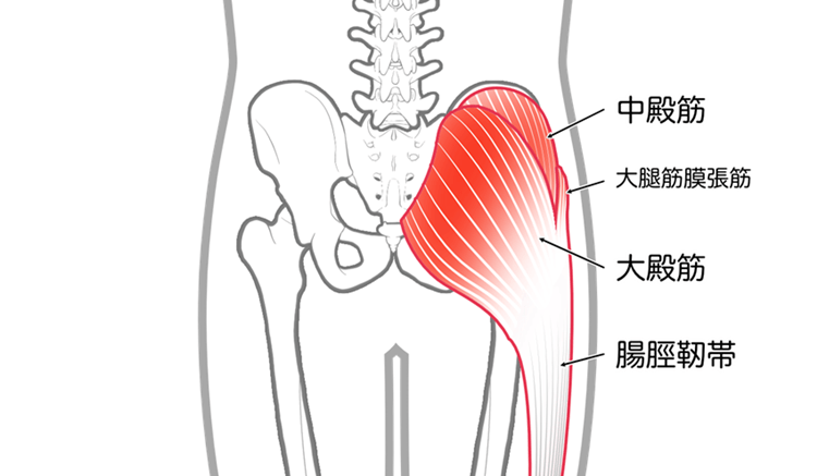 大臀筋