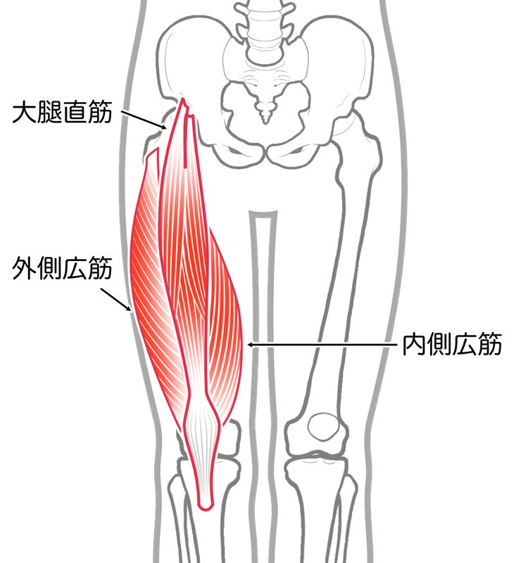 大腿四頭筋