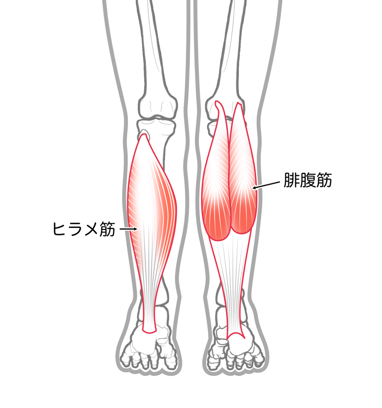 下腿三頭筋