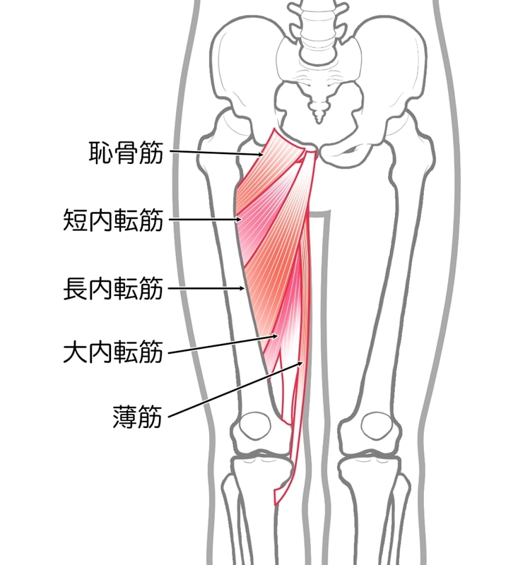 内転筋