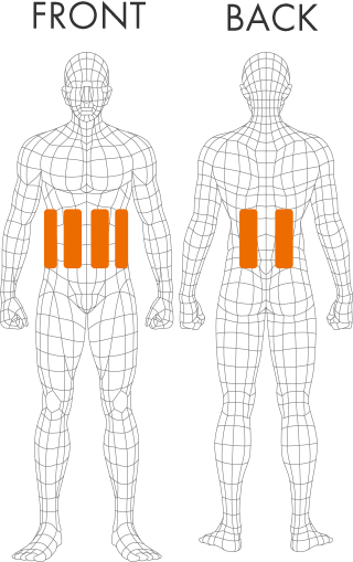 腹直筋、腹斜筋、広背筋（下部）、脊柱起立筋（下部）