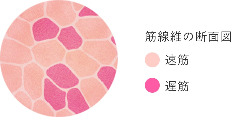 筋線維の断面図
