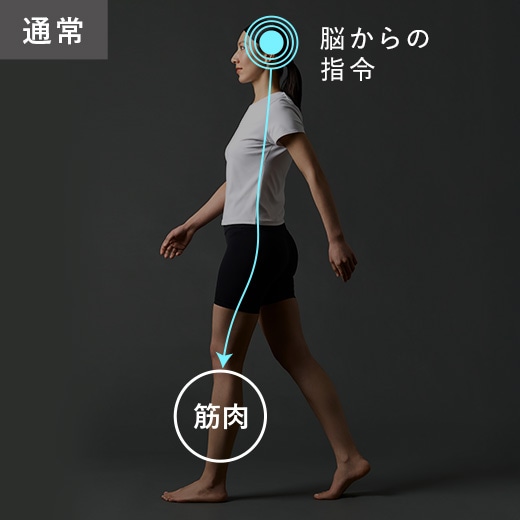 通常 脳からの指令