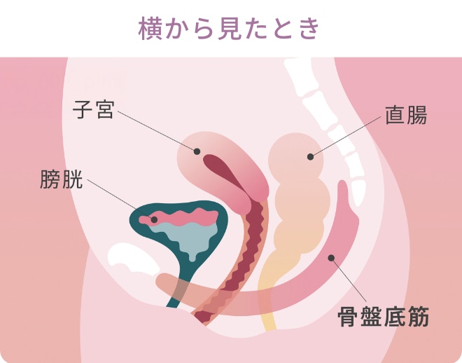 横から見たとき