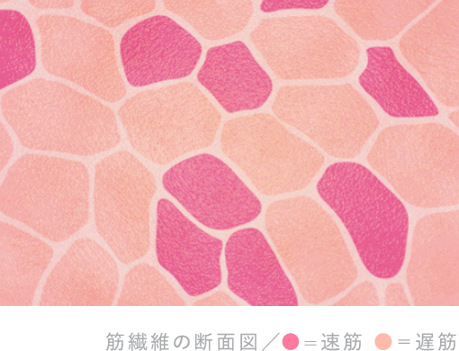 筋繊維の断面図